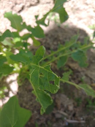 박훈영님의 상추 · 병해충상담 작성글 사진