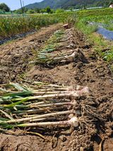 팜모닝 마늘·영농일지 게시글 이미지