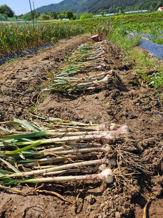 정옥령님의 마늘 · 영농일지 작성글 사진