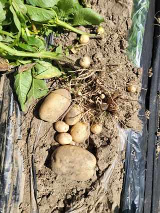 박순례님의 6월 농사계획🧑🏻‍🌾 · 참여글 작성글 사진