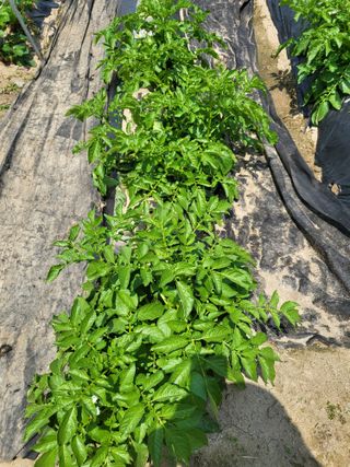 박순례님의 6월 농사계획🧑🏻‍🌾 · 참여글 작성글 사진