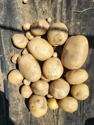 박순례님의 6월 농사계획🧑🏻‍🌾 · 참여글 작성글 사진