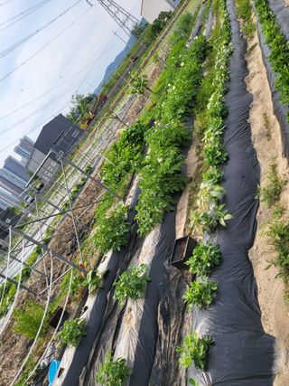 박순례님의 6월 농사계획🧑🏻‍🌾 · 참여글 작성글 사진