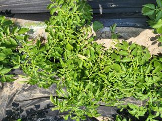 박순례님의 6월 농사계획🧑🏻‍🌾 · 참여글 작성글 사진