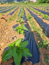 팜모닝 참깨·영농일지 게시글 이미지