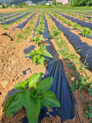 우희태님의 참깨 · 영농일지 작성글 사진