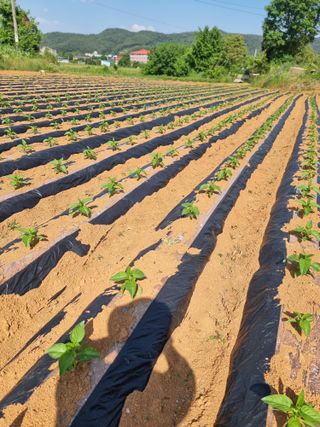 우희태님의 참깨 · 영농일지 작성글 사진