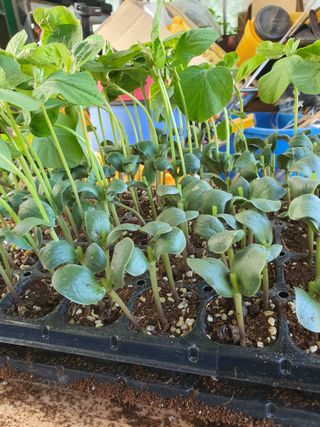 안비님의 6월 농사계획🧑🏻‍🌾 · 참여글 작성글 사진