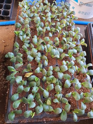 안비님의 6월 농사계획🧑🏻‍🌾 · 참여글 작성글 사진