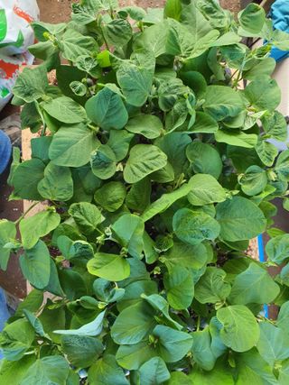 안비님의 6월 농사계획🧑🏻‍🌾 · 참여글 작성글 사진