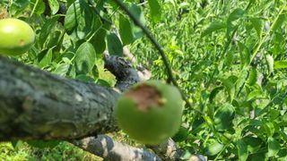 세상님의 매실 · 병해충상담 작성글 사진