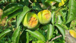 세상님의 매실 · 병해충상담 작성글 사진