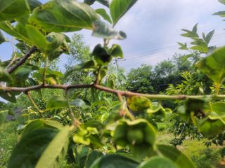전원철님의 감 · 병해충상담 작성글 사진
