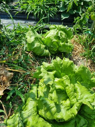 연산나무농장님의 자유주제 · 자유게시판 작성글 사진