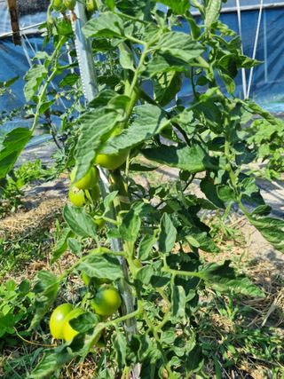 연산나무농장님의 자유주제 · 자유게시판 작성글 사진