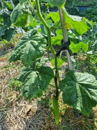 연산나무농장님의 자유주제 · 자유게시판 작성글 사진