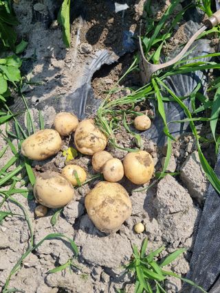 연산나무농장님의 자유주제 · 자유게시판 작성글 사진