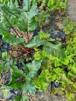 연산나무농장님의 자유주제 · 자유게시판 작성글 사진