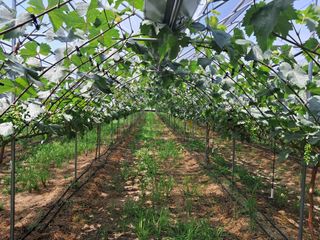 정이오가네농원님의 포도 · 영농일지 작성글 사진