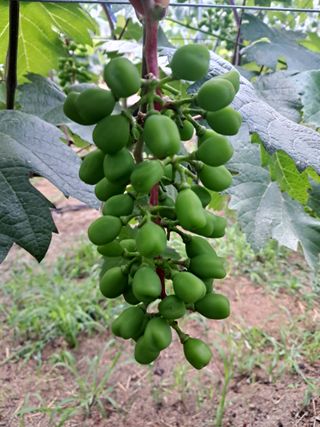 정이오가네농원님의 포도 · 영농일지 작성글 사진