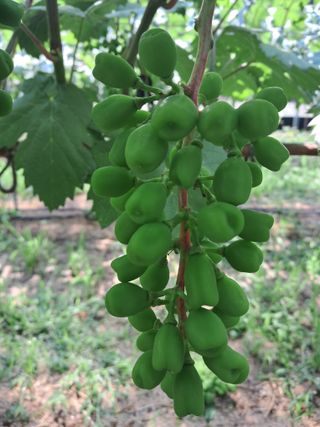 정이오가네농원님의 포도 · 영농일지 작성글 사진