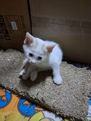 정이오가네농원님의 자유주제 · 자유게시판 작성글 사진