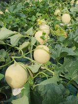 팜모닝 · 게시글 이미지