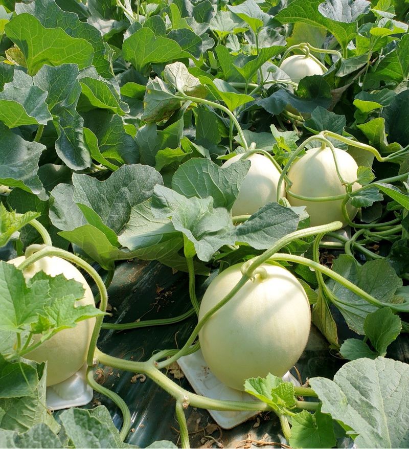 프룻하늬님의 장터 판매 상품 [충남 수신메론 (홈런스타) 5kg, 6kg, 8kg] 첨부 사진