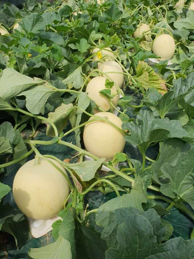 프룻하늬님의 장터 판매 상품 [충남 수신메론 (홈런스타) 5kg, 6kg, 8kg] 첨부 사진