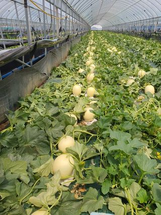 프룻하늬님의 작성글 사진