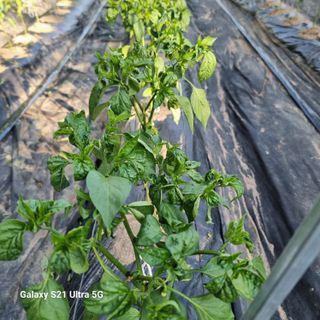 이천산수유님의 고추 · 병해충상담 작성글 사진