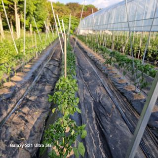 이천산수유님의 고추 · 병해충상담 작성글 사진
