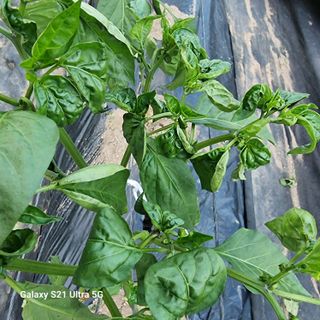 이천산수유님의 고추 · 병해충상담 작성글 사진