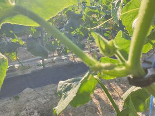 류민영님의 오이 · 영농일지 작성글 사진