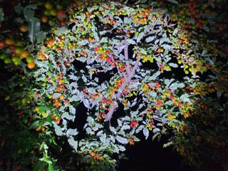 초록농님의 자유주제 · 자유게시판 작성글 사진