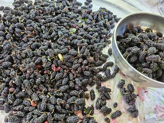 영숙님의 고추 · 일상 작성글 사진