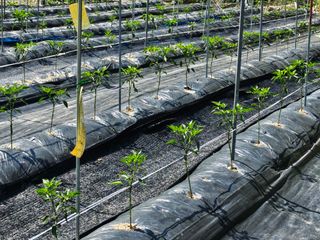 영숙님의 고추 · 일상 작성글 사진