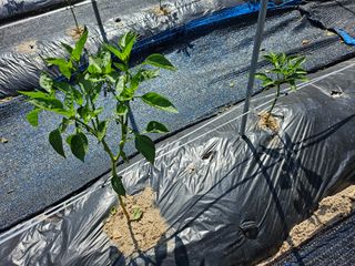 영숙님의 고추 · 일상 작성글 사진