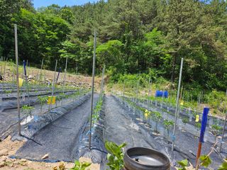 영숙님의 고추 · 일상 작성글 사진