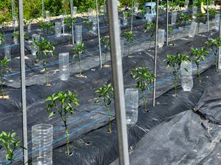 영숙님의 고추 · 일상 작성글 사진