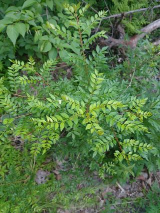 이상돈님의 기타작물 · 영농일지 작성글 사진