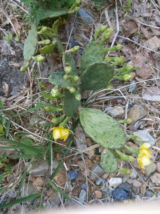 이상돈님의 기타작물 · 영농일지 작성글 사진