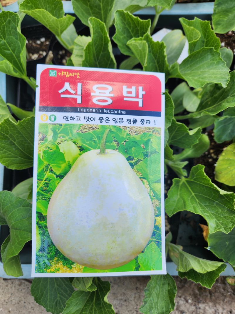 안산제일농약사님의 장터 판매 상품 [식용박모종 조롱박모종] 첨부 사진