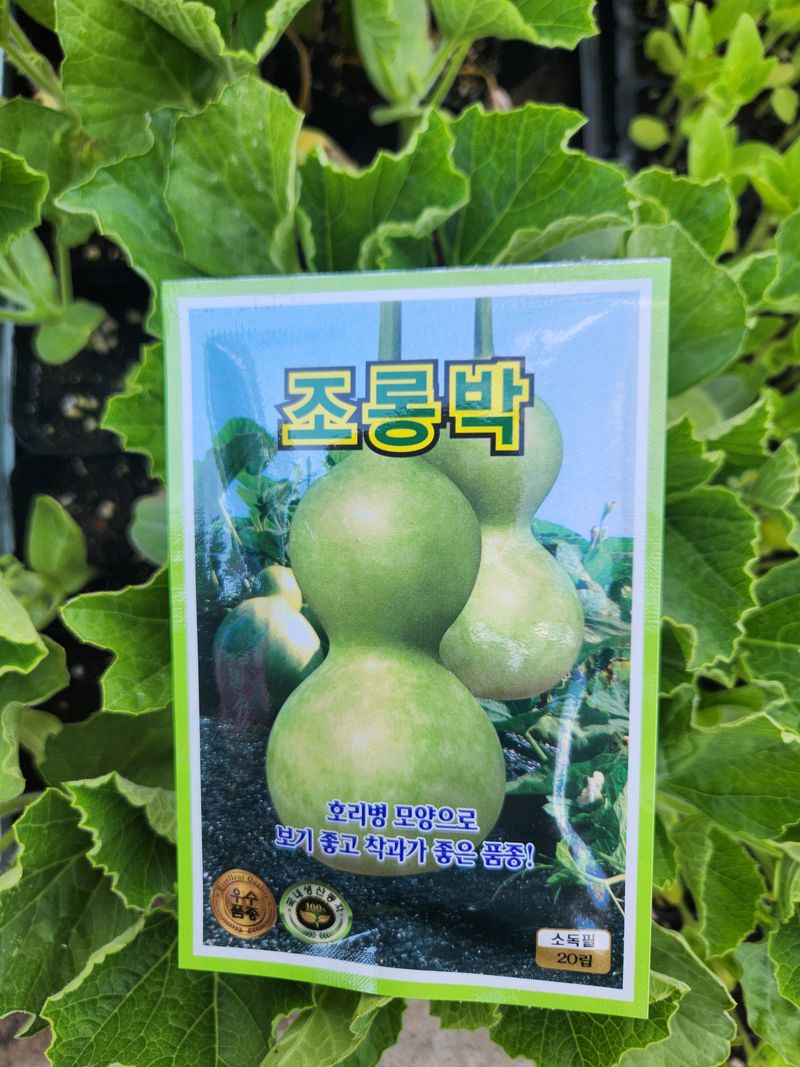 안산제일농약사님의 장터 판매 상품 [식용박모종 조롱박모종] 첨부 사진