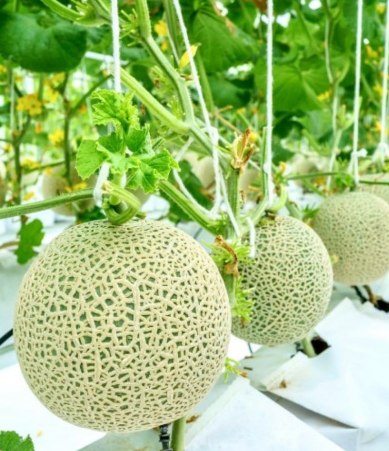 프레셔스님의 장터 판매 상품 [머스크 메론 8키로 3-4수] 첨부 사진