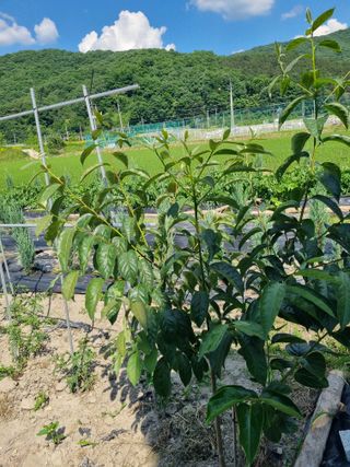 연산나무농장님의 자유주제 · 자유게시판 작성글 사진