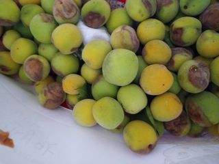 이은석님의 매실 · 병해충상담 작성글 사진