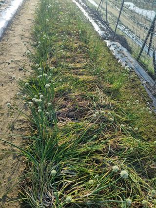 호미대장님의 감자 · 영농일지 작성글 사진