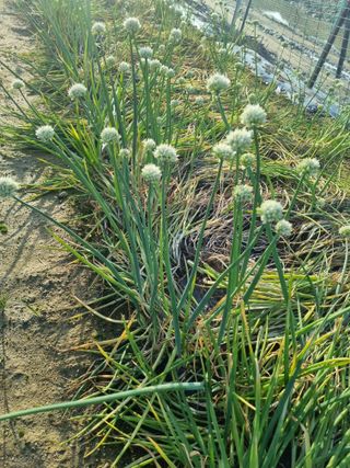 호미대장님의 감자 · 영농일지 작성글 사진