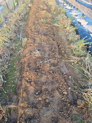 호미대장님의 감자 · 영농일지 작성글 사진